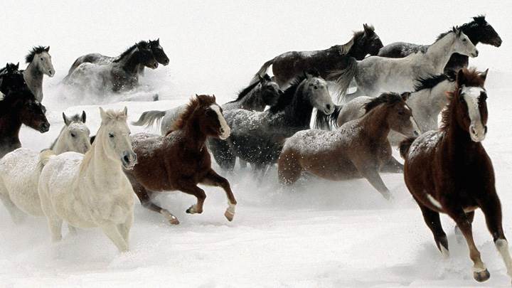 Horses Running And White Background